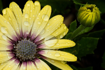 African Daisy