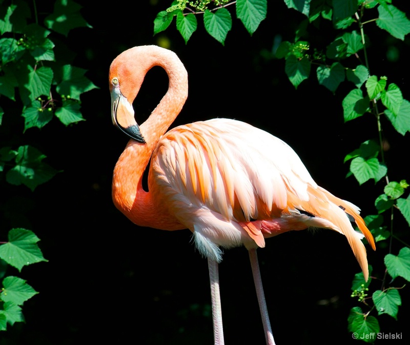 Looking Very Shic!!!   Flamingo 