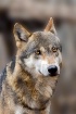 Lobo Salvaje - Wo...
