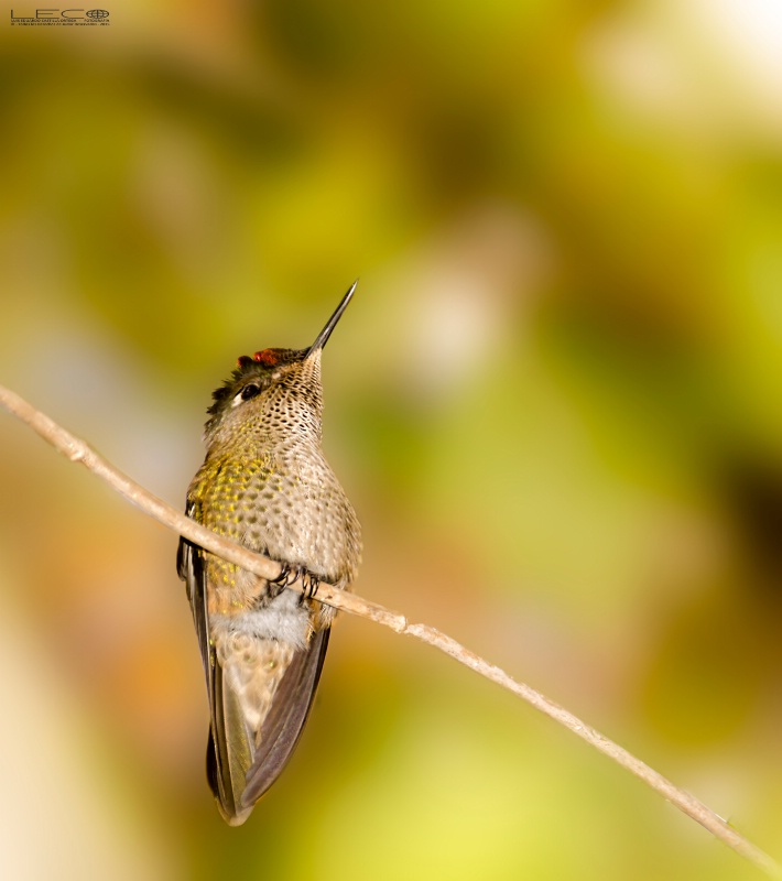 colibri - Picaflor - Hummingbird