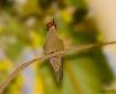 colibri - Picaflo...