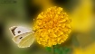 Mariposa y La Flo...