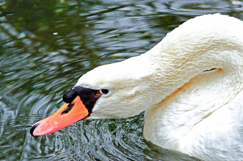 Cisne