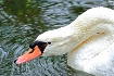 Cisne