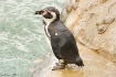 Pinguino Chileno