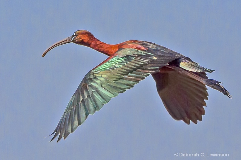 Glossy Ibis