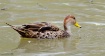 Pato silvestre