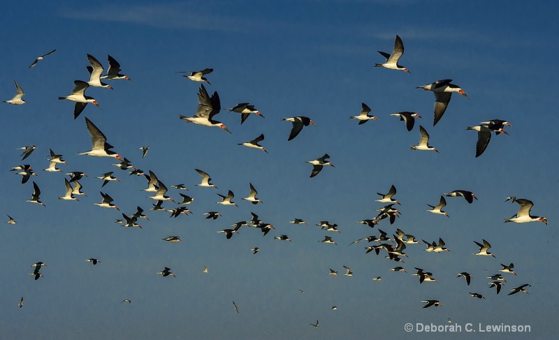 Flight of the Black Skimmers