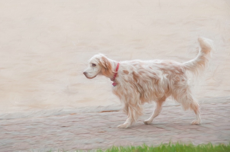 English Setter