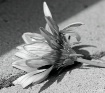 After the Bloom.....