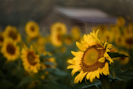 Early Morning Rise at the Sunflower Farm