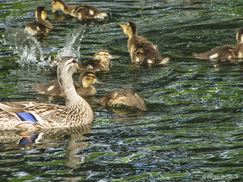 A Momma Duck and Her Babies