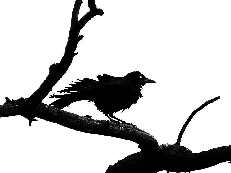 Grackle Silhouette