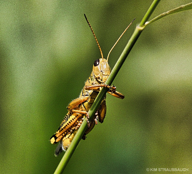 Grasshopper