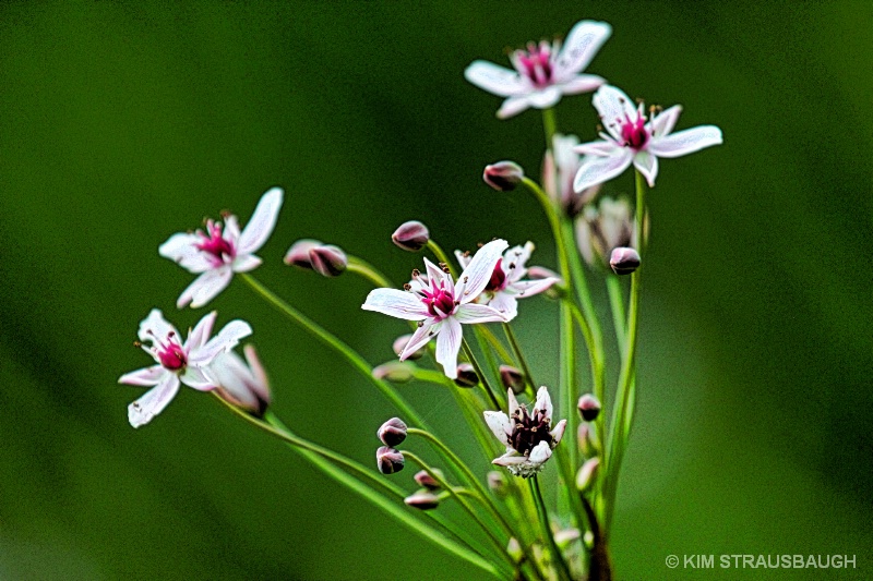 Flowers By The Lake