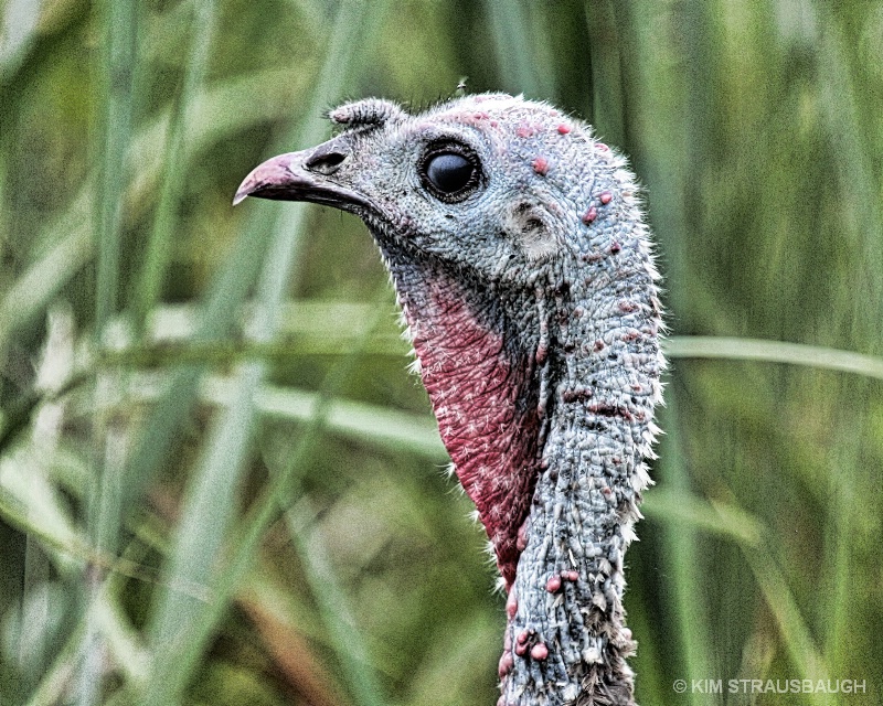 Turkey Got The Look