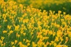 LiLi Flowers