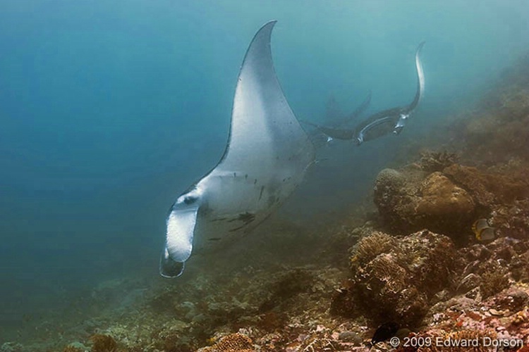 Manta Alley 2 - ID: 14956244 © Edward Dorson