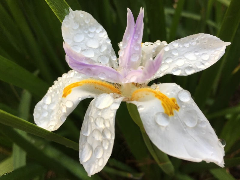 Fairy Iris