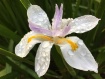 Fairy Iris