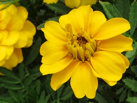 Yellow Marigold