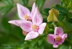 Winged Boronia