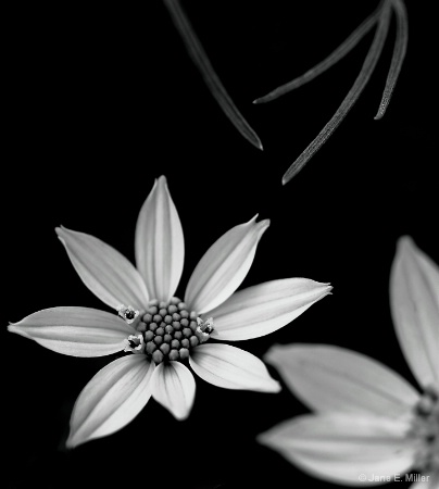 Black and White Flower