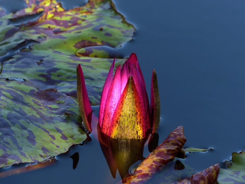 New Pond Lily