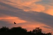 Bald Eagle Flying...
