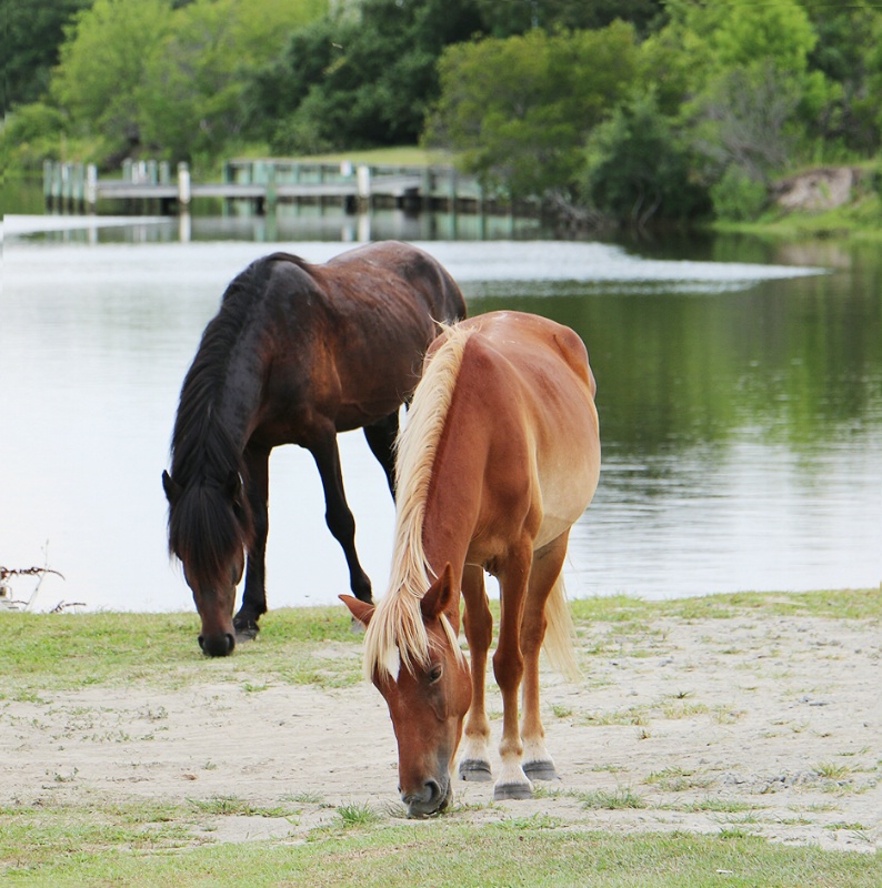Wild Mustangs in the Outer Banks