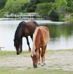 Wild Mustangs in ...