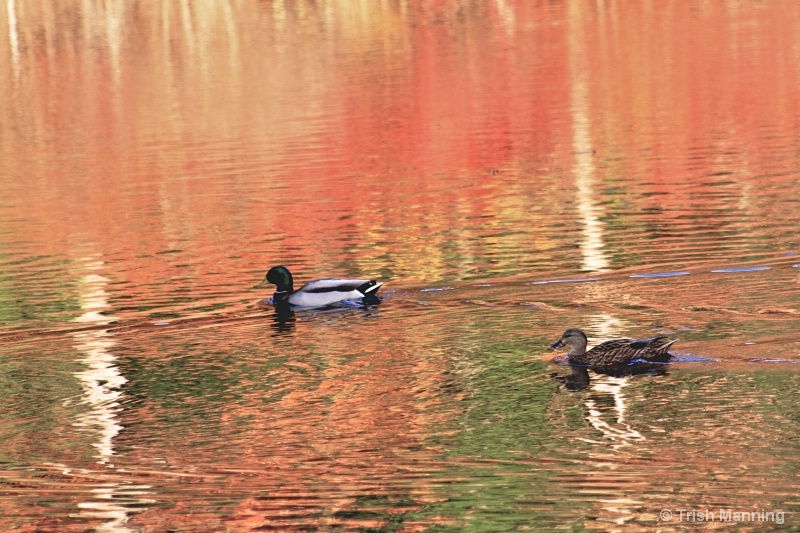 Life is Good...on Walden Pond