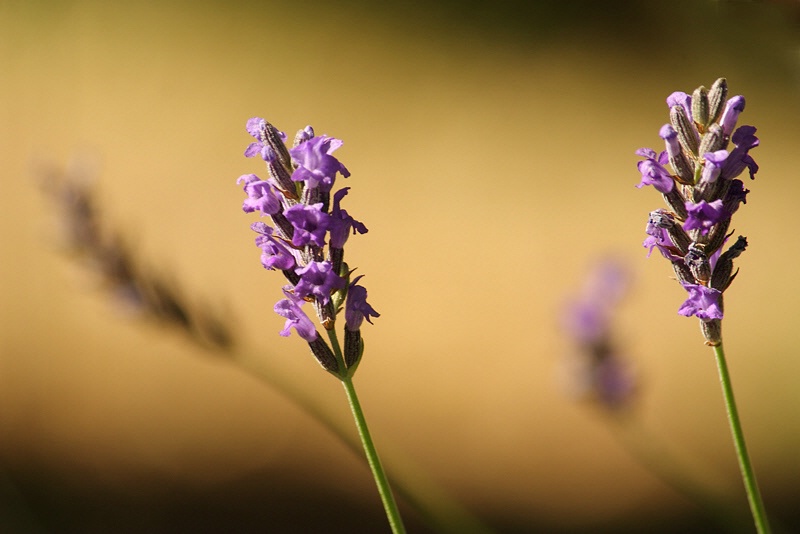 Echoed lavender flowers