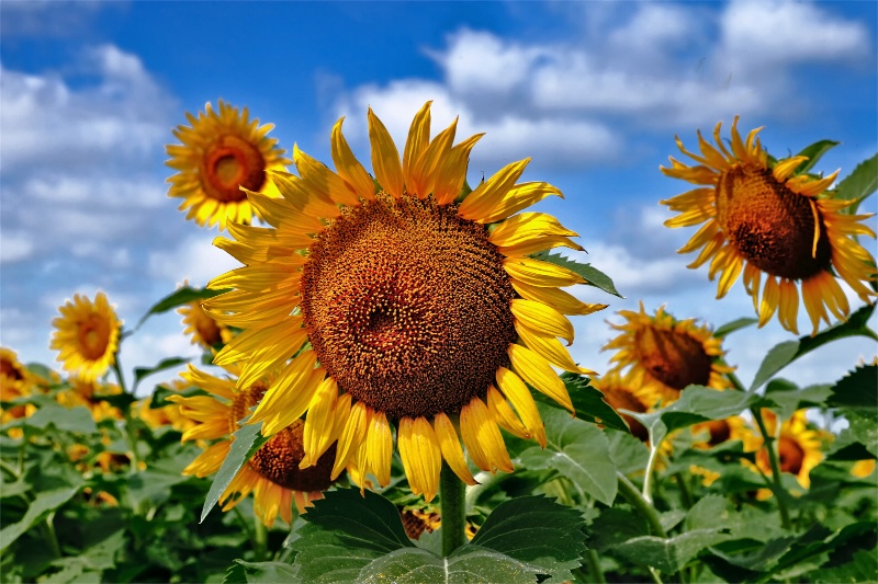 Sunny Sunflowers