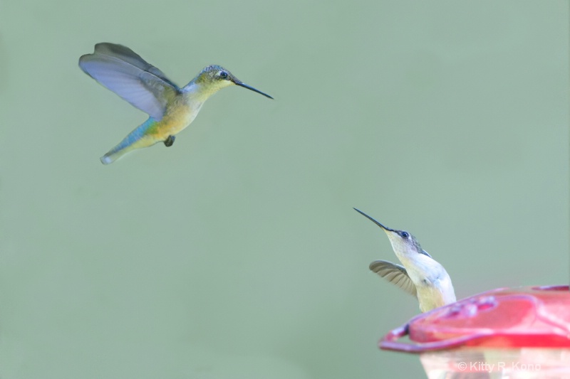 hummingbirds humming                              