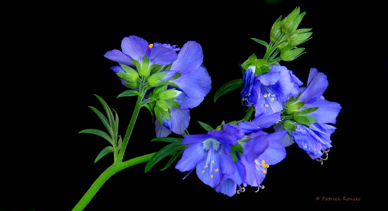 WIld Columbine