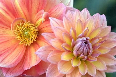 Two Dahlias