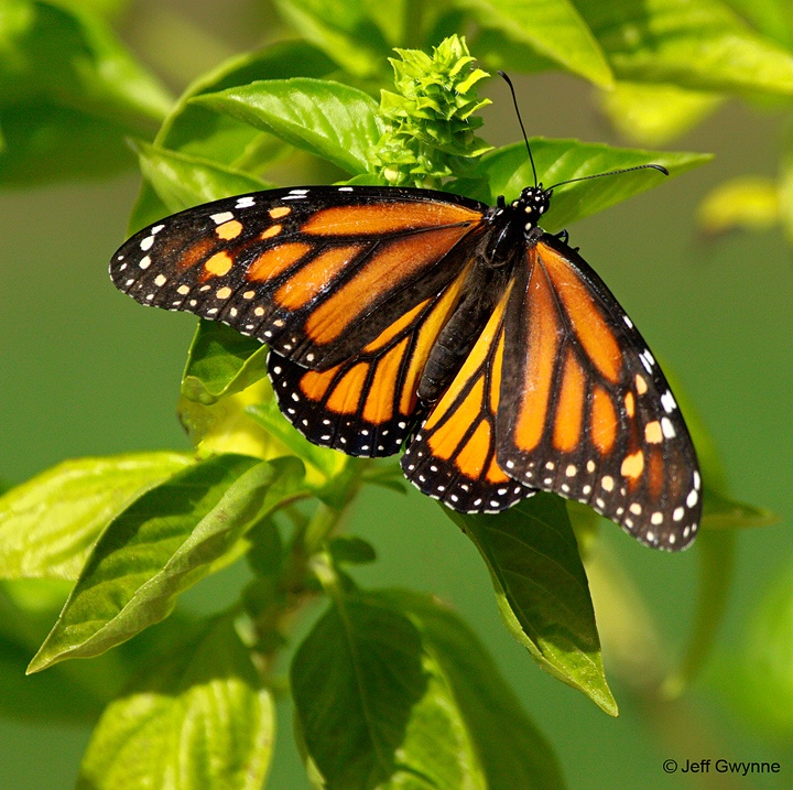 Monarch Butterfly - ID: 14960095 © Jeff Gwynne