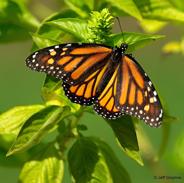 Monarch Butterfly