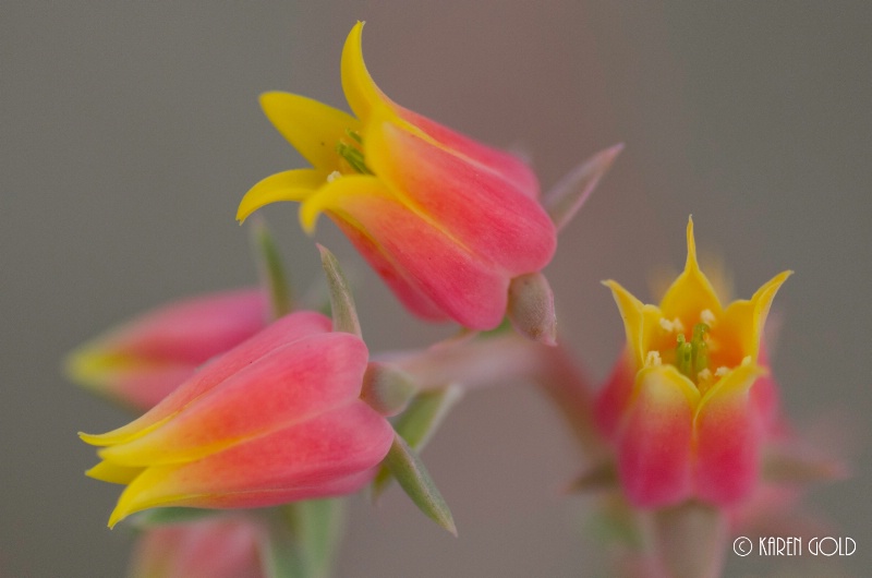 succulents in Bloom