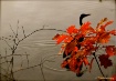Blue Heron On The...