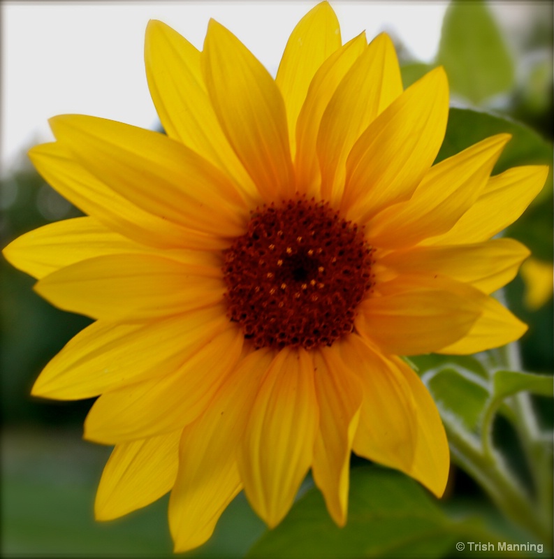 Sunflower...Early Evening Glow