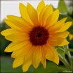 Sunflower...Early...