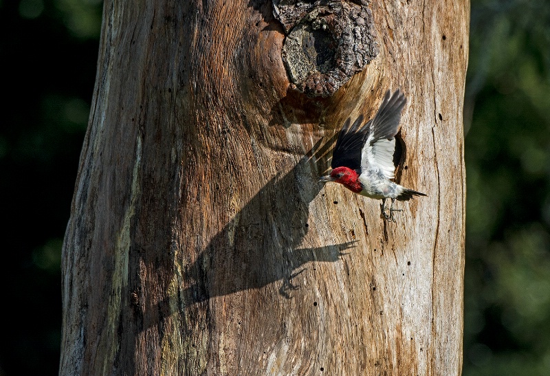 Red headed woodpecker leaving nest - ID: 14961917 © Michael Cenci