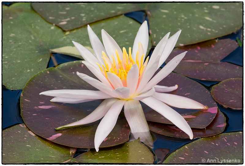 Lily On the Pond