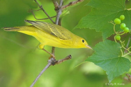 Yellow Warbler and Berries