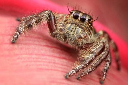 Jumping spider