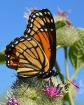 Viceroy