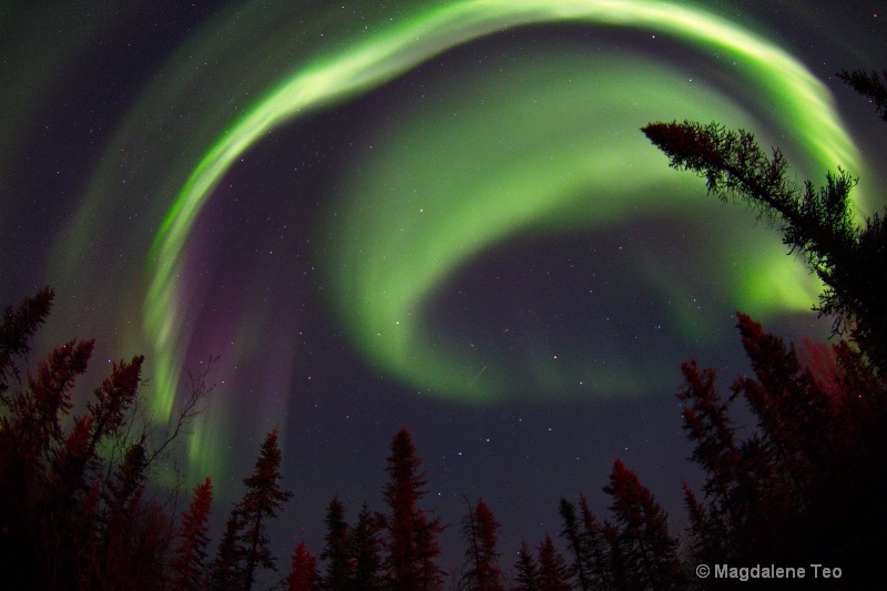 Aurora Swirl above the Treeline - ID: 14963970 © Magdalene Teo