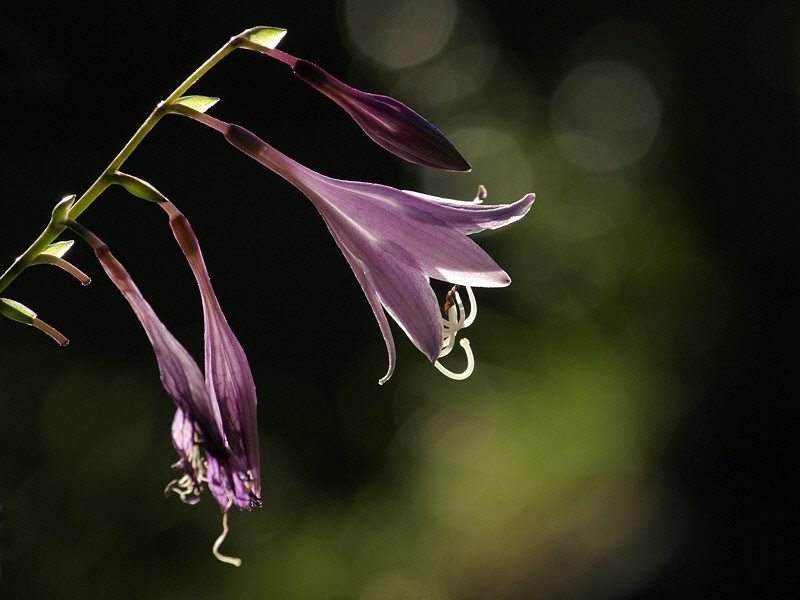 Backlit hosta flowers